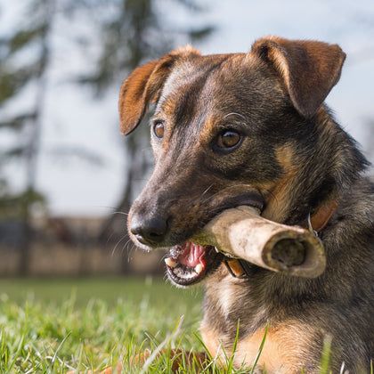 Pet Products