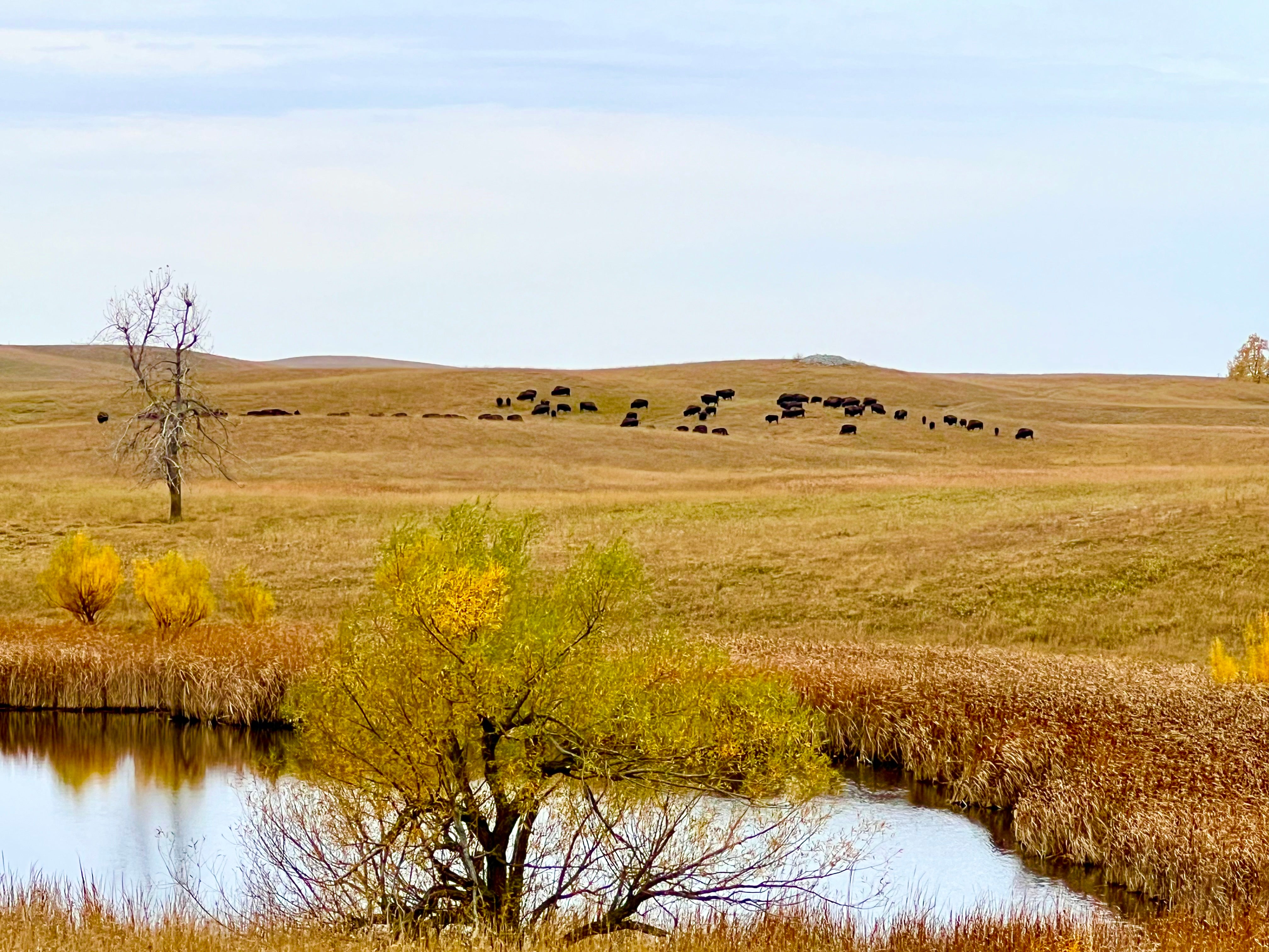 Heritage Bison Ranches