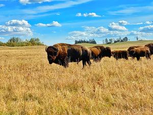 Bison Trophy Bull